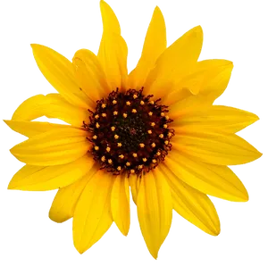 Vibrant_ Sunflower_ Black_ Background.jpg PNG Image