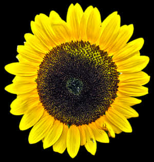 Vibrant Sunflower Black Background PNG with transparent background