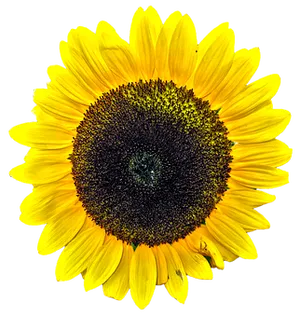 Vibrant Sunflower Black Background PNG Image