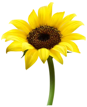 Vibrant Sunflower Black Background PNG Image