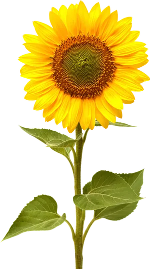 Vibrant Sunflower Black Background PNG Image