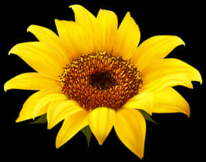 Vibrant Sunflower Black Background PNG