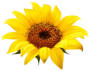 Vibrant Sunflower Black Background PNG Image