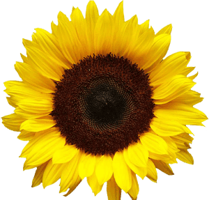 Sunflowers Png Image - Transparent Background Sunflower Png, Png Download PNG
