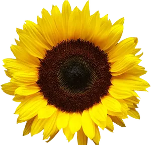 Vibrant Sunflower Bloom PNG Image