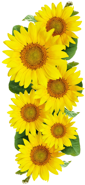 Clear Background Sunflower Border Transparent, HD Png Download PNG