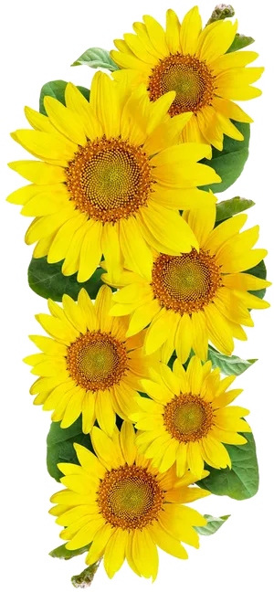 Vibrant_ Sunflower_ Bouquet.png PNG Image