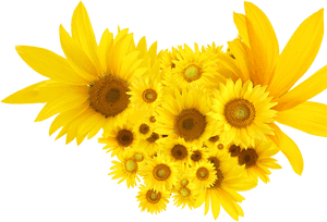 Common Sunflower Png - Png Clip Art Sunflowers, Transparent Png PNG