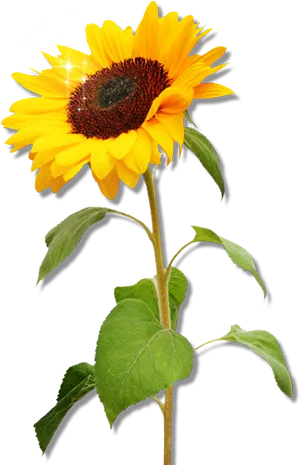 Vibrant_ Sunflower_ Clipart.png PNG Image