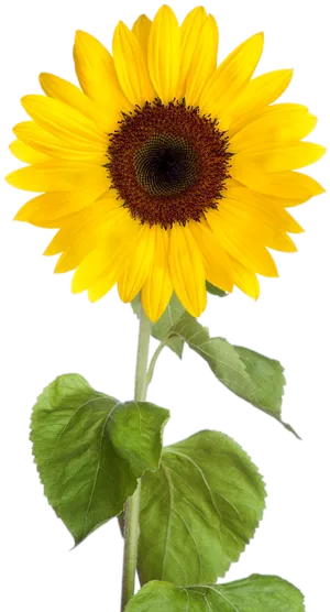 Vibrant Sunflower Clipart.png PNG Image