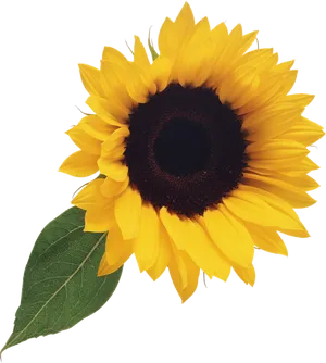 Vibrant_ Sunflower_ Clipart.png PNG Image