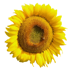 Vibrant Sunflower Closeup.png PNG Image