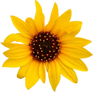 Vibrant_ Sunflower_ Closeup.png PNG Image