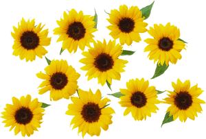 Common Sunflower Yellow - Sunflowers Transparent, HD Png Download PNG