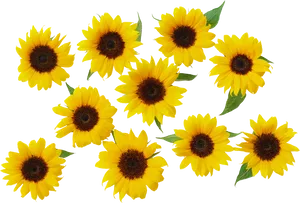 Vibrant_ Sunflower_ Collection.png PNG Image