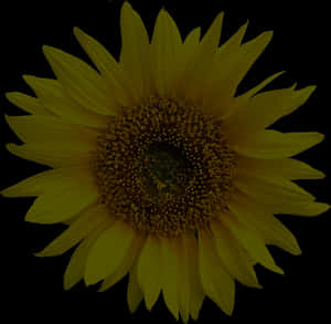 Vibrant Sunflower Dark Background PNG image with transparent background