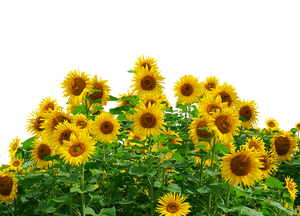 Vibrant_ Sunflower_ Field PNG image with transparent background