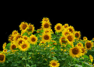 Vibrant_ Sunflower_ Field_ Black_ Background.jpg PNG with transparent background