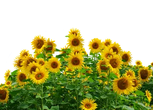 Vibrant_ Sunflower_ Field_ Black_ Background.jpg PNG Image