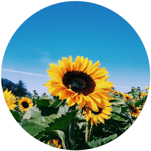 #girassol #sunflower #tumblr #tumblrgirl #icon #cute - Sunflower Tumblr Png, Transparent Png PNG