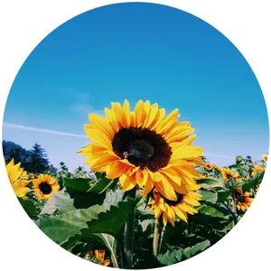 Vibrant_ Sunflower_ Field_ Circle_ Frame PNG Image