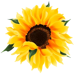 Vibrant_ Sunflower_ Graphic PNG Image