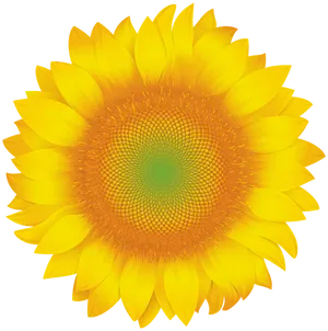 Vibrant Sunflower Graphic PNG Image