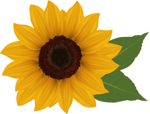 Sunflower Png Image - Transparent Background Sunflower Clipart, Png Download PNG