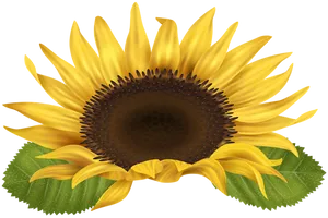 Vibrant Sunflower Illustration PNG Image