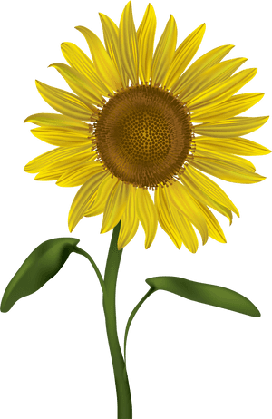 Transparent Flower With Stem Png - Transparent Background Sunflower Clip Art, Png Download PNG