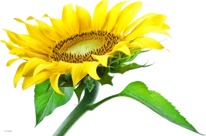 Vibrant Sunflower Isolated.png PNG Image