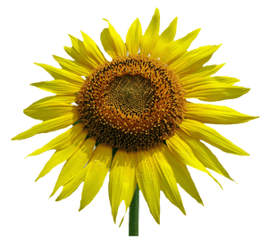 Vibrant Sunflower Isolated.png PNG image with transparent background