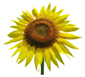 Vibrant Sunflower Isolated.png PNG Image