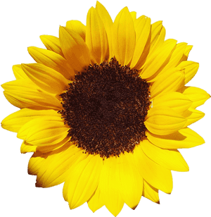 Sunflowers Free Png Image - Sunflowers Transparent, Png Download PNG