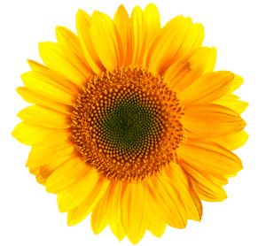 Transvaal Daisy Yellow Stock Photography Daisy Family - Transparent Background Sunflower Png, Png Download PNG
