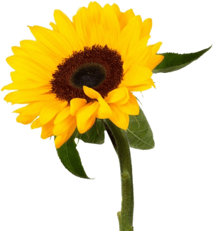 Sunflower Png Photo Background - Sunflower, Transparent Png PNG