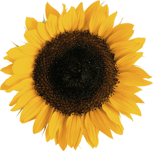 Transparent Background Sunflower Png, Png Download PNG