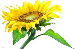 Sunflower Png, Transparent Png PNG