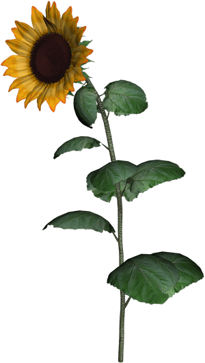 Transparent Sunflower Clipart Png - Sunflower Stem Transparent Icon, Png Download PNG