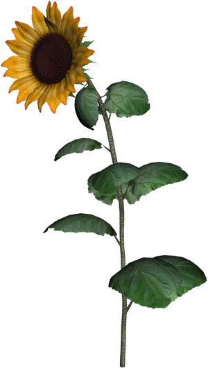 Vibrant Sunflower Stem.png PNG Image