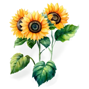 Vibrant Sunflower Watercolor Graphic Png 06272024 PNG Image