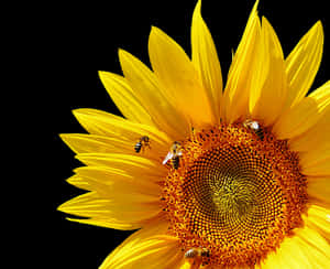 Vibrant_ Sunflower_with_ Bees PNG image with transparent background