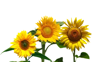 Vibrant_ Sunflowers_ Against_ Black_ Background.jpg PNG Image