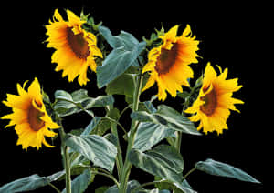 Vibrant Sunflowers Black Background PNG image with transparent background