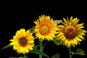 Vibrant Sunflowers Black Background PNG with transparent background