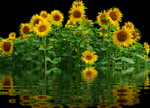 Vibrant_ Sunflowers_ Reflection_ Water PNG with transparent background