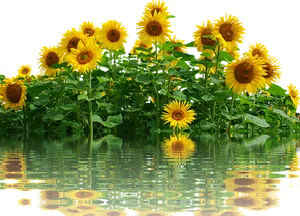 Vibrant_ Sunflowers_ Reflection_ Water PNG Image