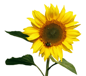 Vibrant Sunflowerwith Bee PNG with transparent background