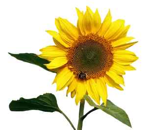 Vibrant Sunflowerwith Bee PNG Image