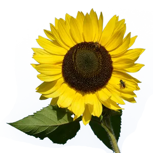 Vibrant Sunflowerwith Beeon Black Background.jpg PNG Image